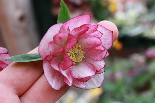 20100226o.jpg