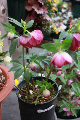 20100226oo.jpg
