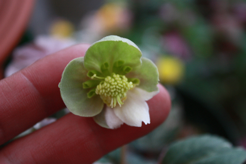 20100301aa.jpg
