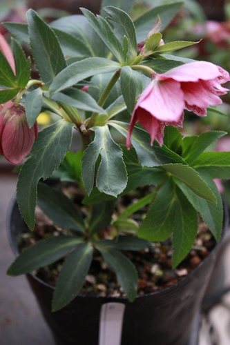 20100301bb.jpg