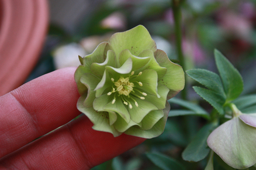 20100301c.jpg