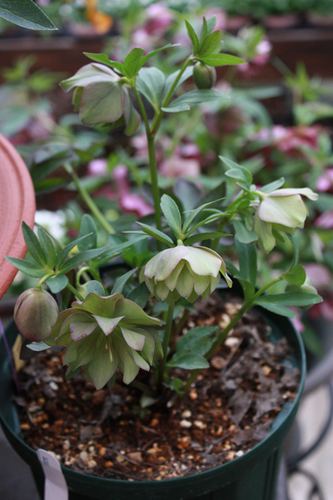 20100301cc.jpg