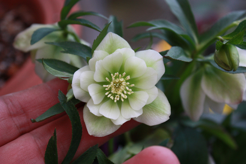 20100301f.jpg