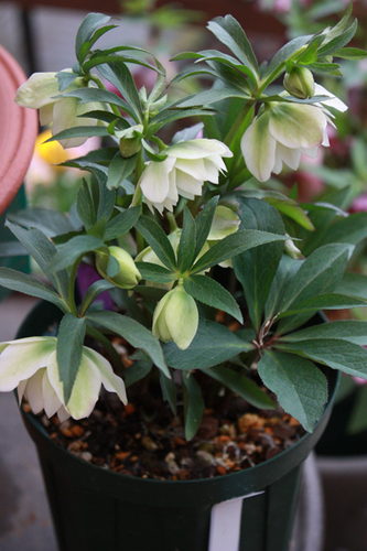 20100301ff.jpg