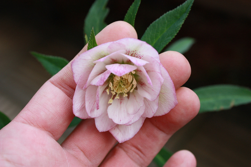 20100305a.jpg
