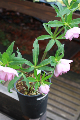 20100305aa.jpg