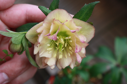20100305b.jpg