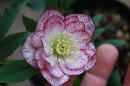20100305c.jpg