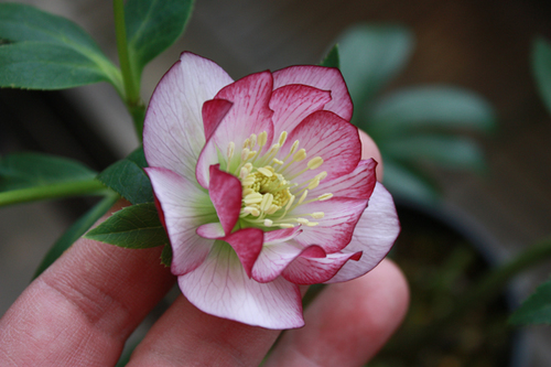 20100305f.jpg