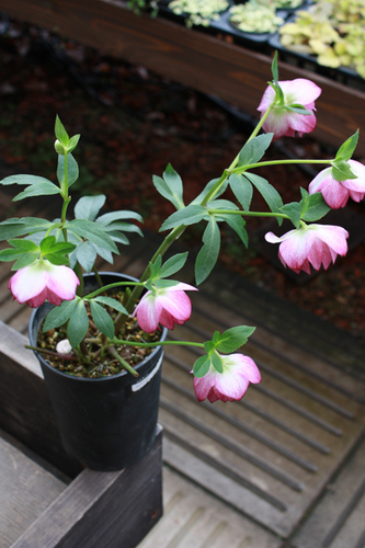 20100305ff.jpg
